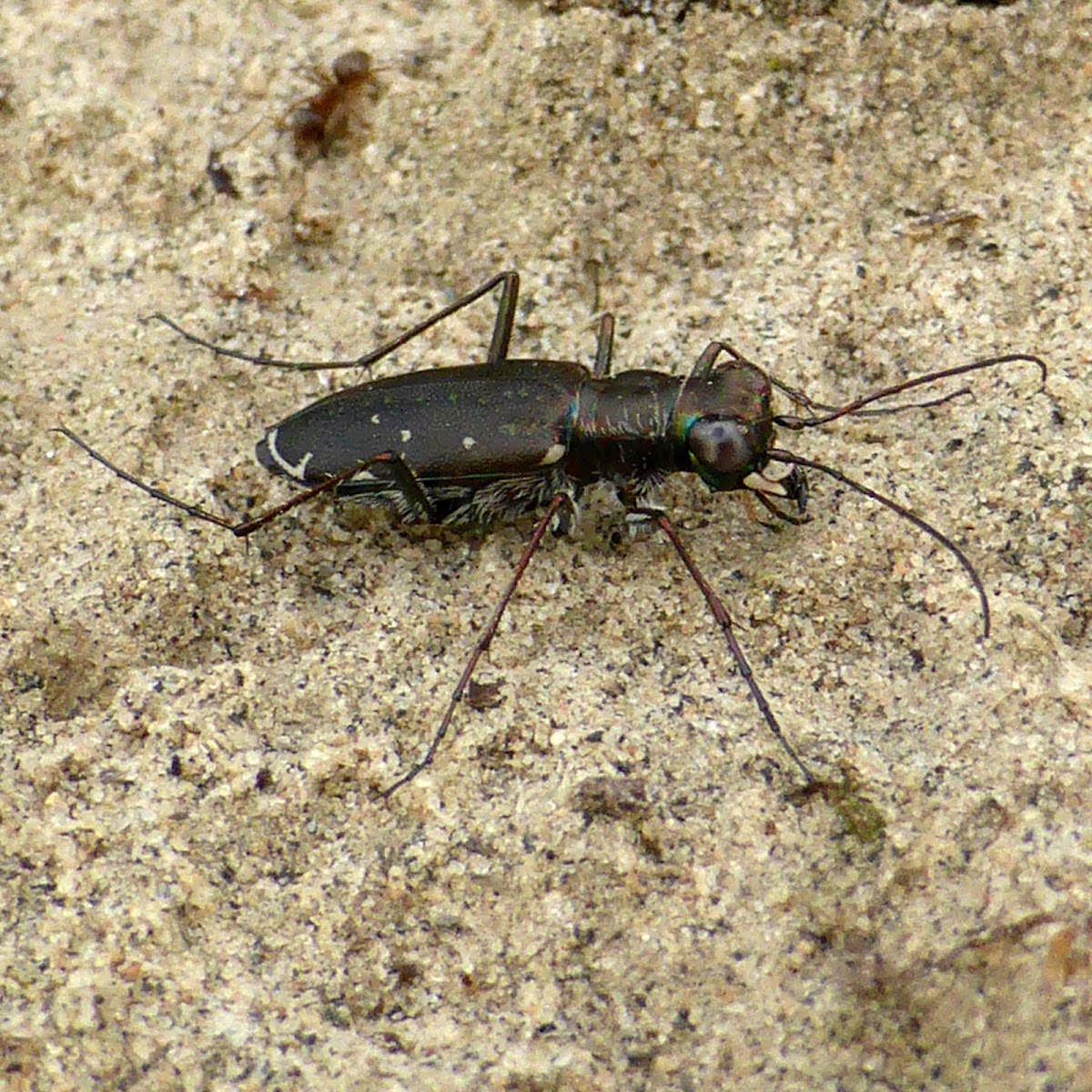 Punctured Tiger Beetle