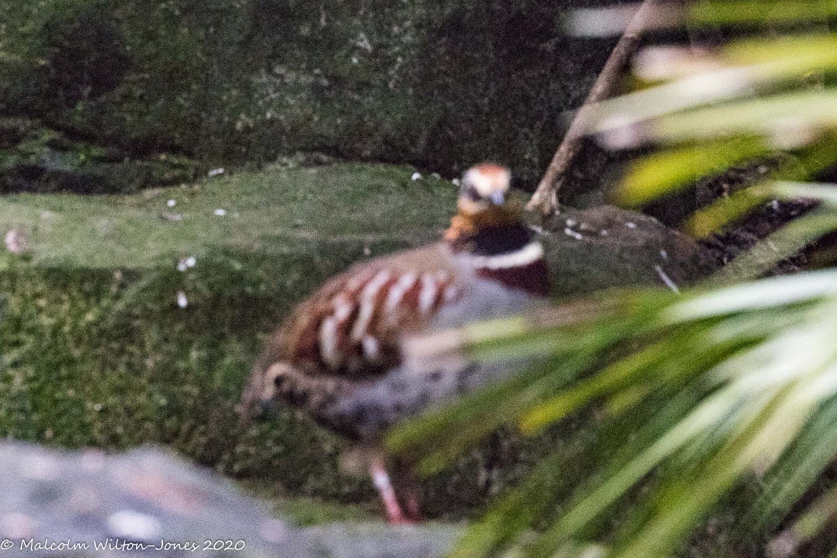 Collared Hill Partridge