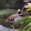 Collared Hill Partridge