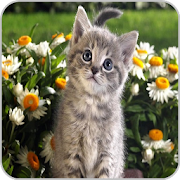 Kittens  Icon