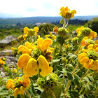 Shrubby Jerusalem Sage