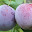 Plums HD Wallpapers Fruit Theme