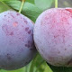Plums HD Wallpapers Fruit Theme