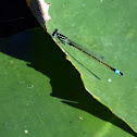 Rambur's Forktail