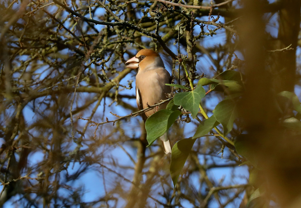 Hawfinch