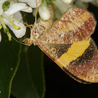 Geometrid moth