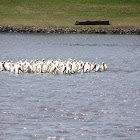 American White Pelican