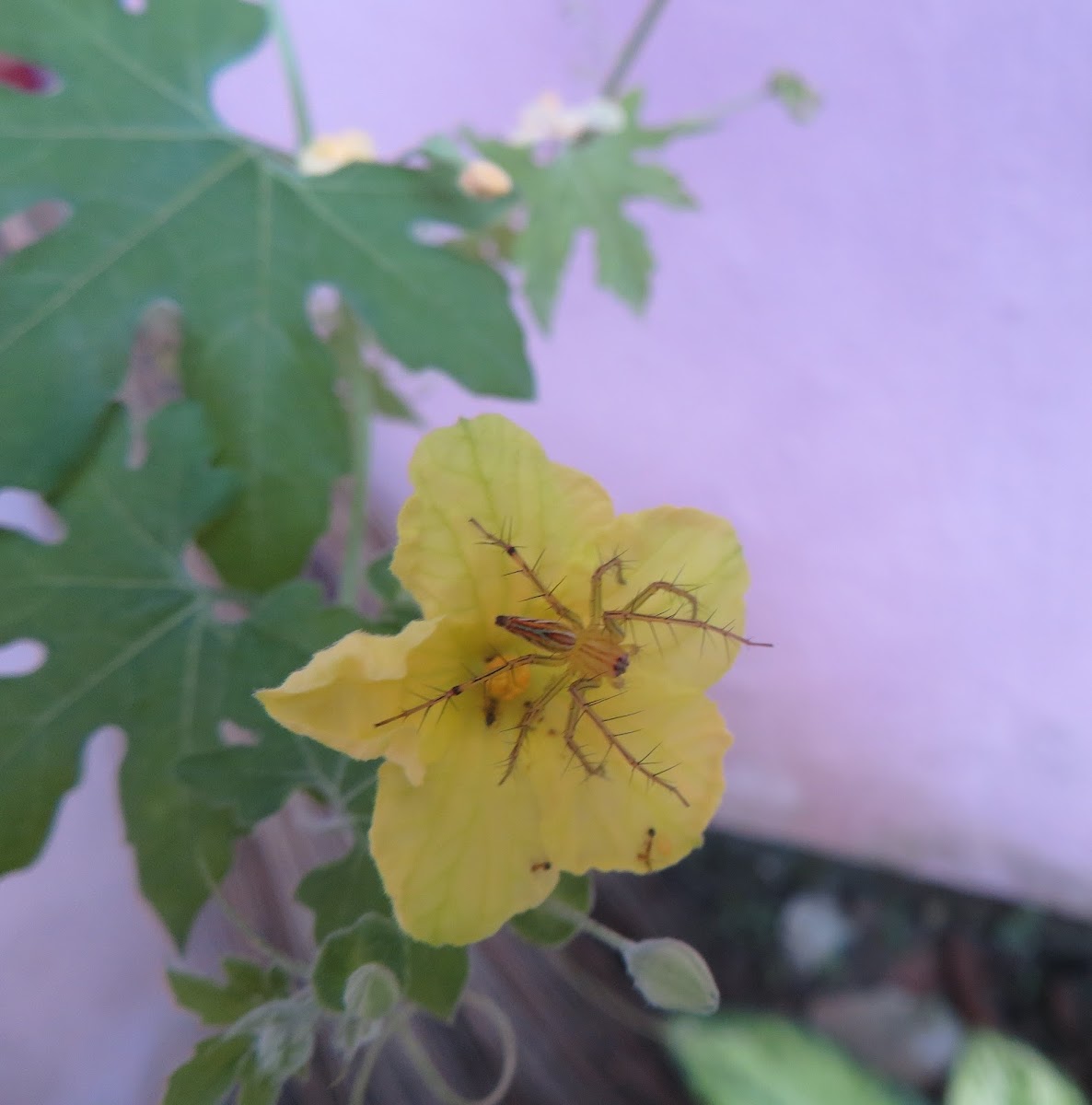 Lynx spider