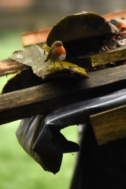 European robin