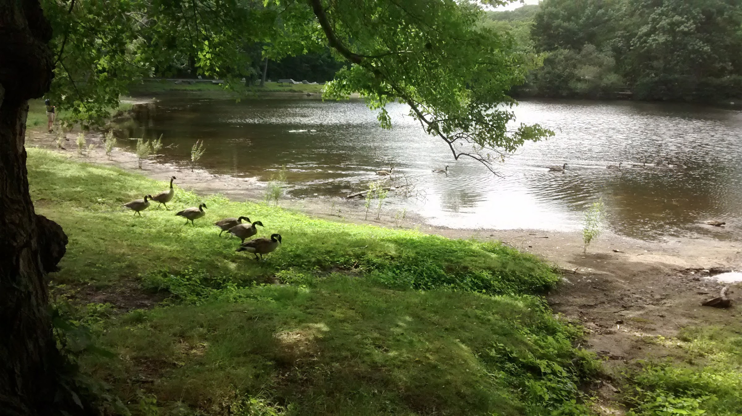 Canadian geese at Meshanticut State Park pond