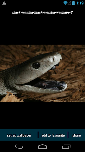 Black Mamba Snake Wallpapers