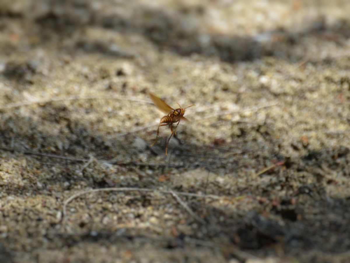 Executioner wasp