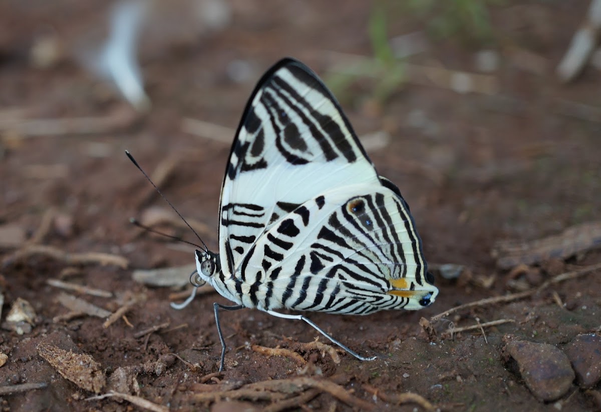 Zebra Mosaic