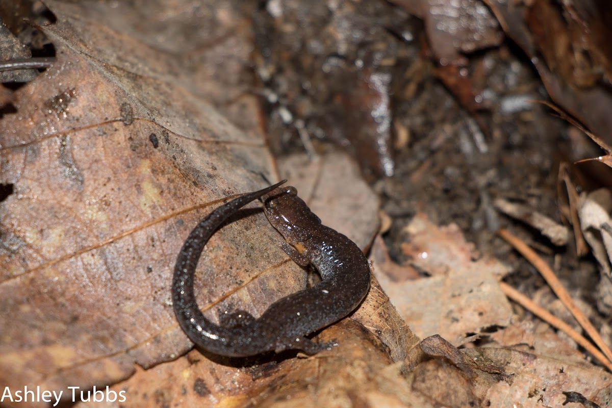 Southern Zigzag Salamander