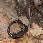 Southern Zigzag Salamander