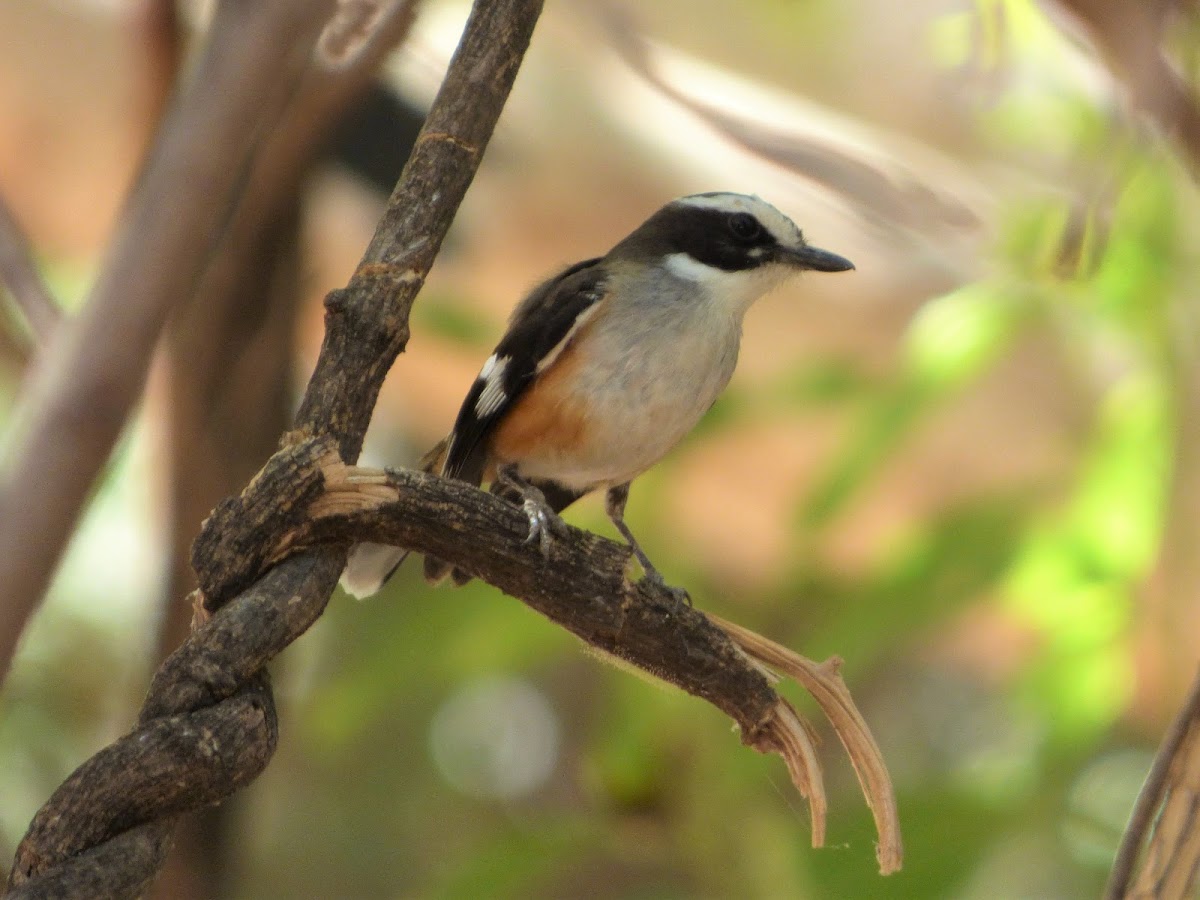 Buff-sided Robin