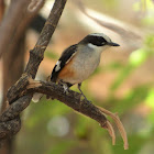 Buff-sided Robin