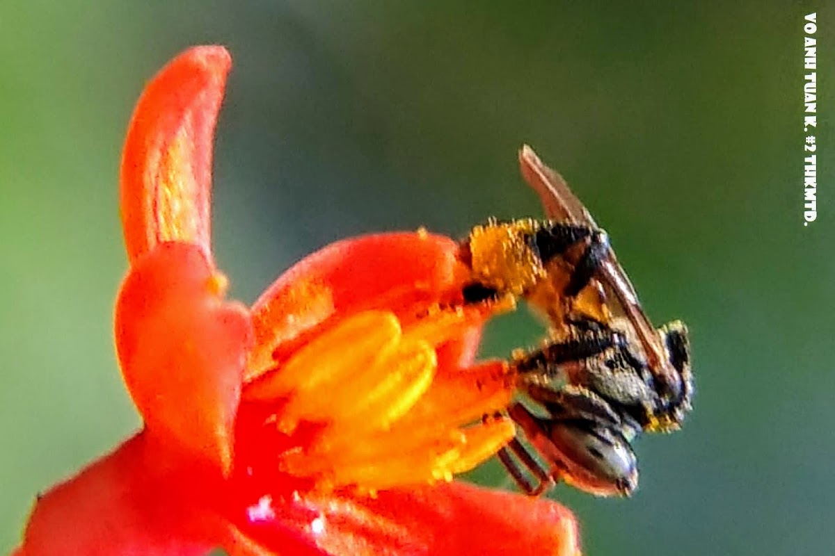 Stingless bee