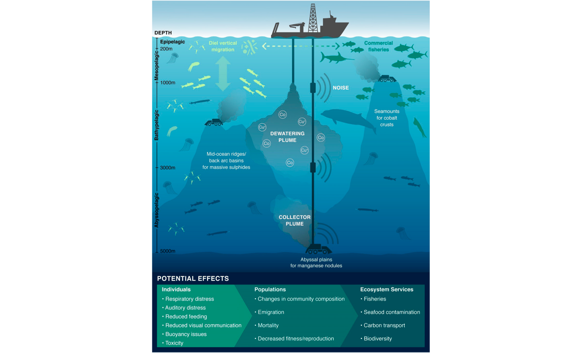 Infographie résumant les impacts directs et indirects de l’exploitation minière des fonds marins, ou le deep sea mining . Crédits : Drazen, et al. 2020.