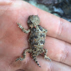 Blainville's Horned Lizard