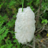 Braconid Wasp Cocoons