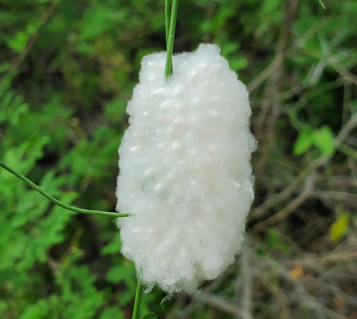 Braconid Wasp Cocoons