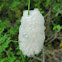 Braconid Wasp Cocoons