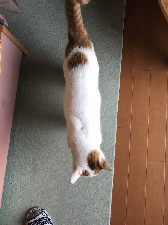 ミニ ハッチバックの愛猫紹介・CT愛猫部・1日1猫に関するカスタム事例の投稿画像4枚目