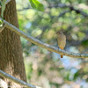 Phoenicurus auroreus (female) 北紅尾鴝