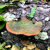 Bracket fungi