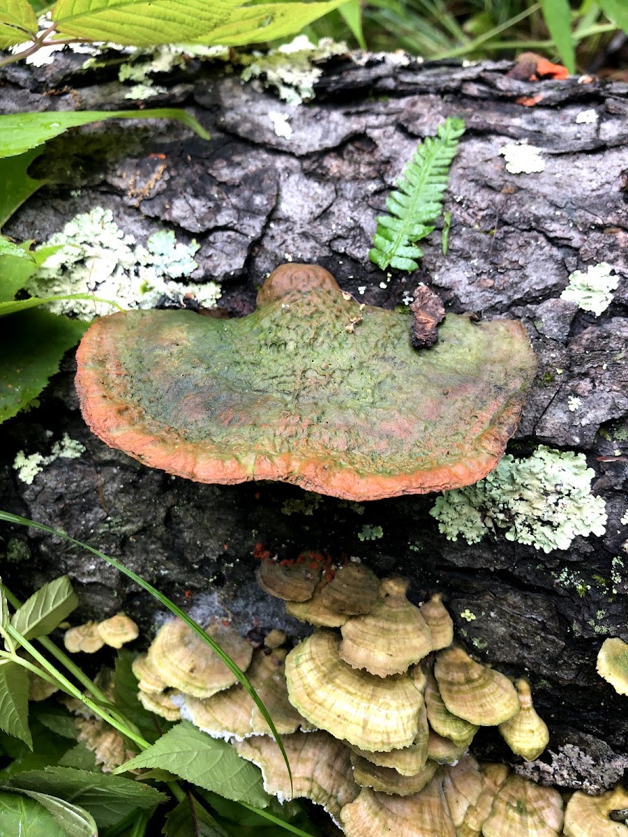 Bracket fungi