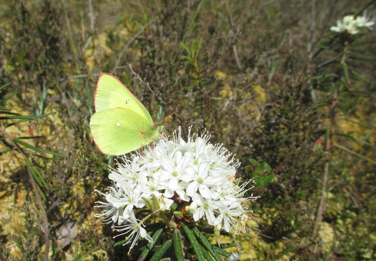 Moorland Clouded Yellow