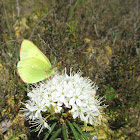 Moorland Clouded Yellow