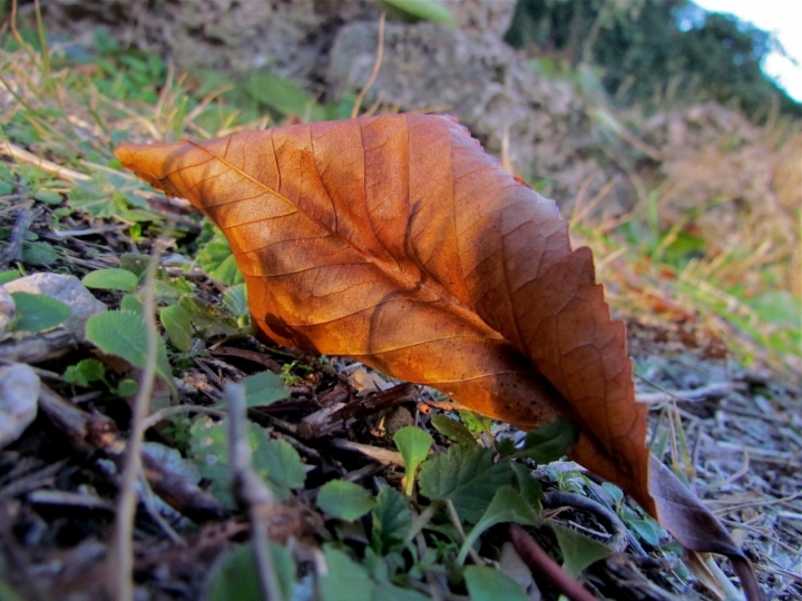 Autunno Guccini di frapeace