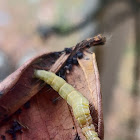 Ailanthus Web Worm