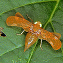 Leafhopper