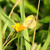 Straight Barred Grass Yellow Sulphur Butterfly