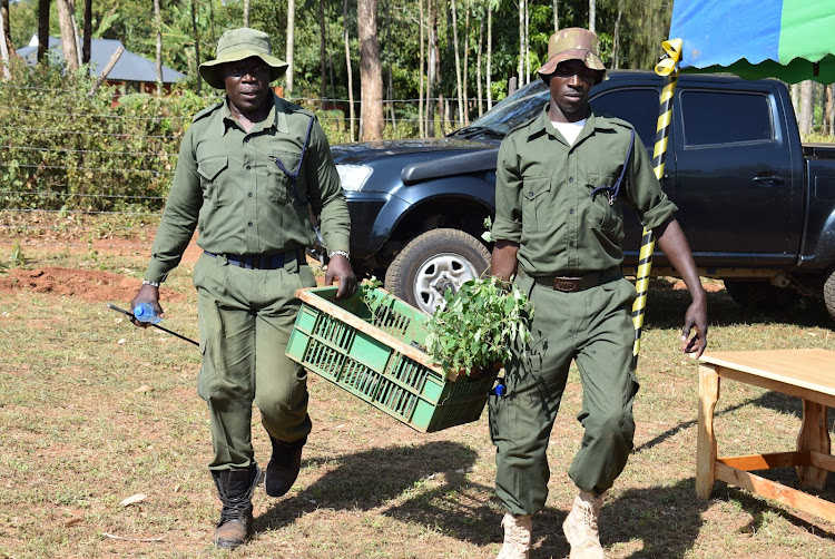 Some KFS officials carry trees for planting during the launch of Ramrod Ujuzi centre in Kasipul constituency on February 18,2023