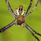 Signature Spider