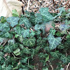 English ivy