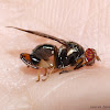 Chalcid Mimicking Fly