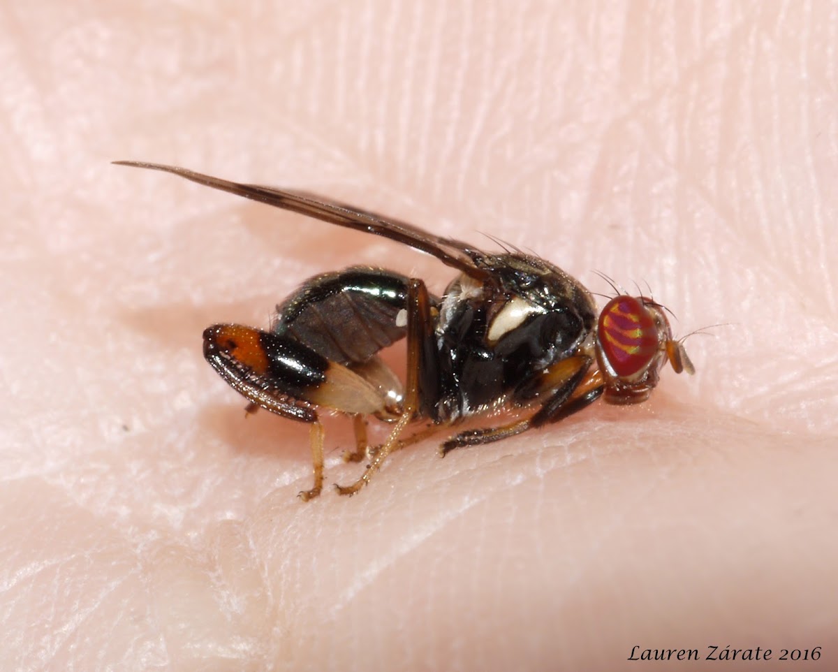 Chalcid Mimicking Fly