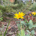 Heartleaf Arnica