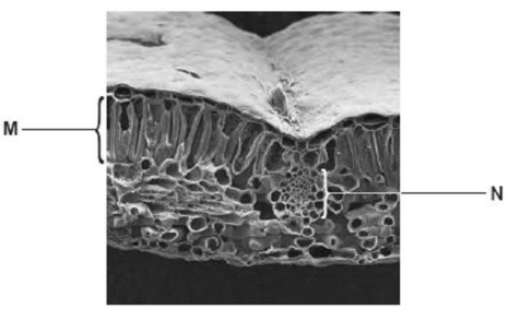 Structure and function of chloroplasts