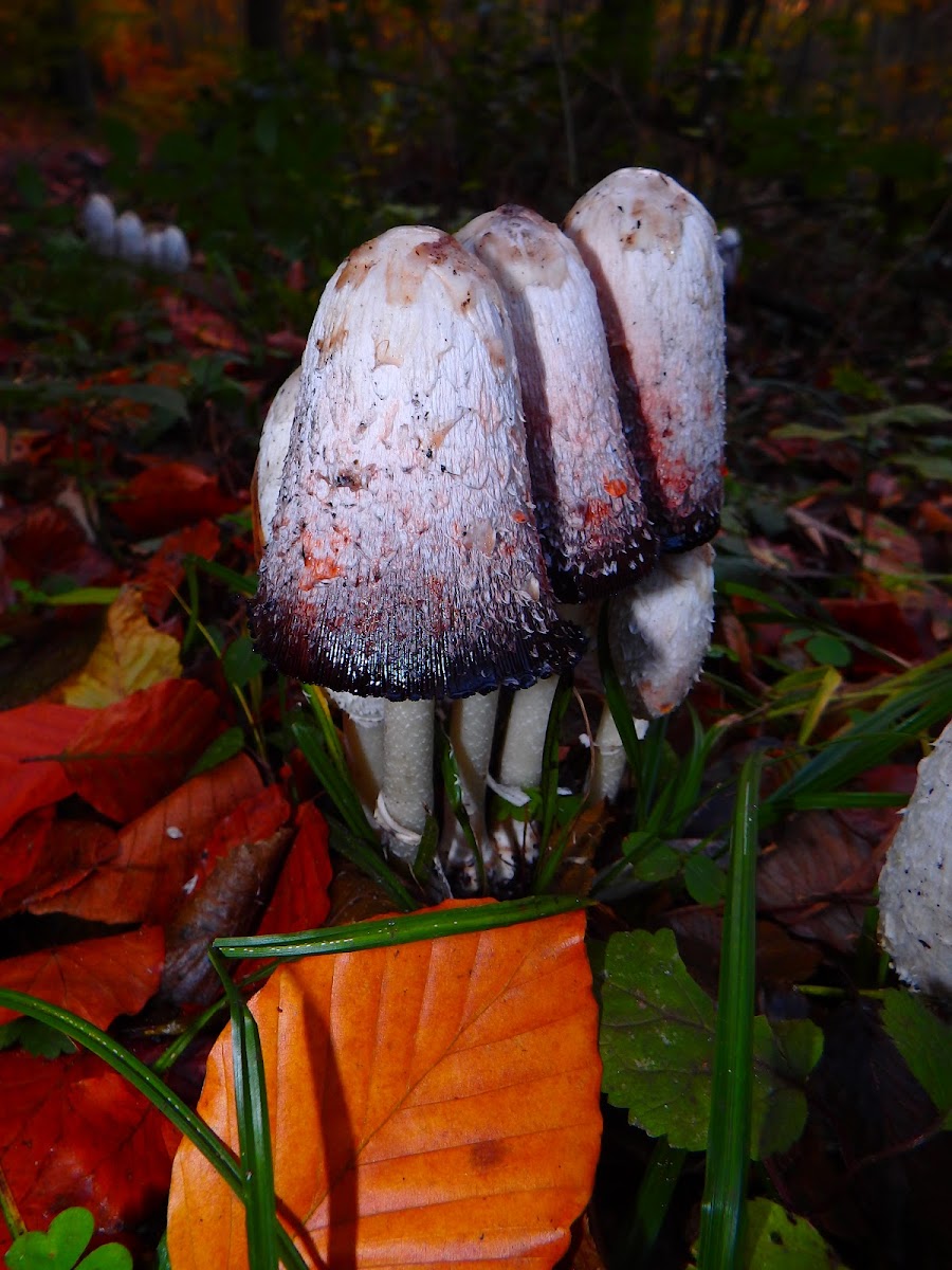 Shaggy ink cap