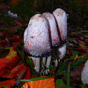 Shaggy ink cap