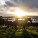 Two brown horses