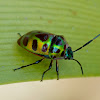 Lychee Shield Bug