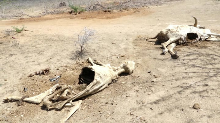 Some of the animals that died in Tana Delta as a result of drought that has hit the county and many parts of the country