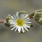 Egyptian Fig-marigold